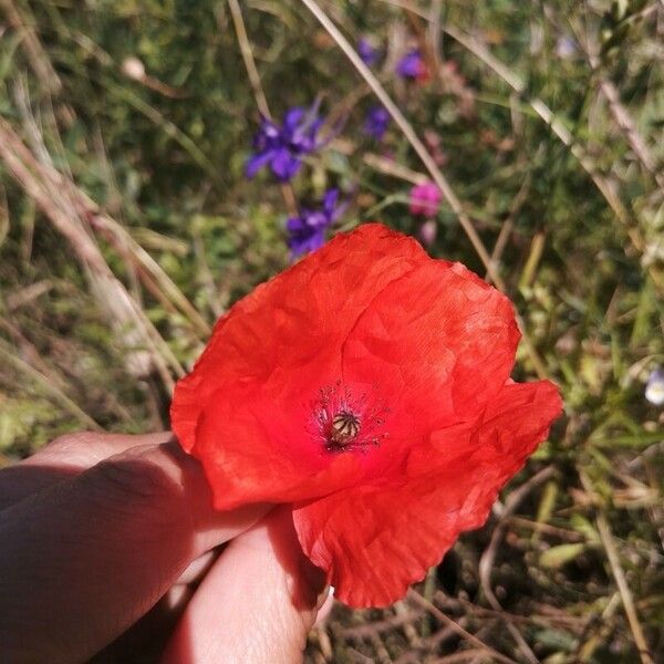 Papaver setiferum Lorea