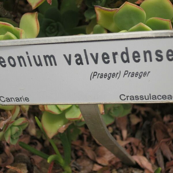 Aeonium valverdense Other