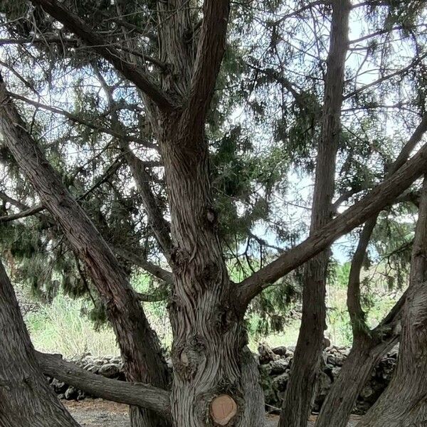 Juniperus cedrus Buveinė