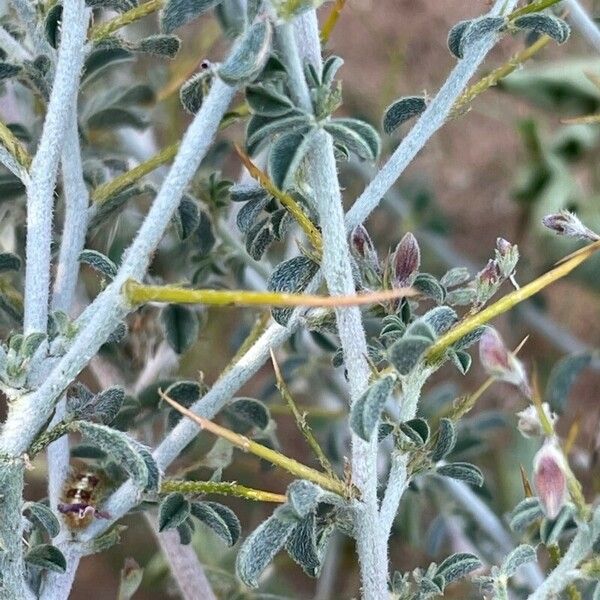 Indigofera spinosa Casca