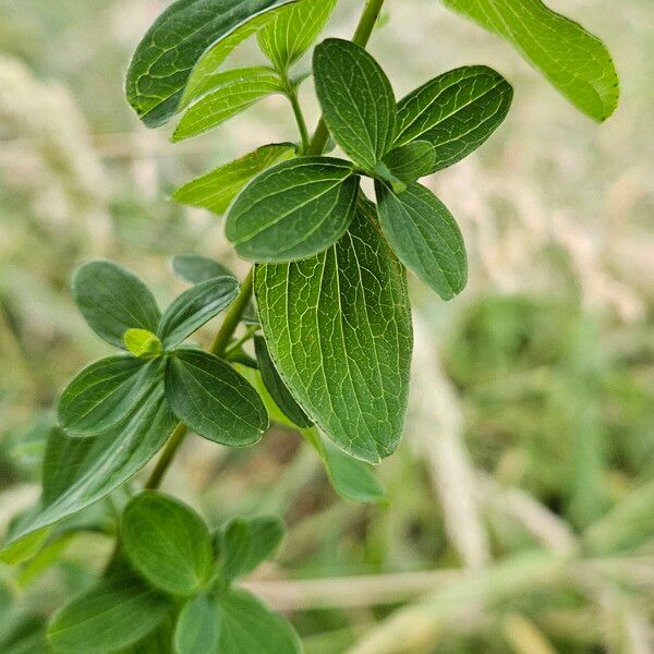 Hypericum maculatum Blatt