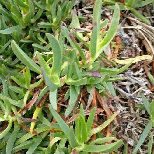 Carpobrotus edulis Blad