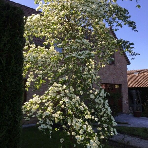 Cornus florida Vekstform