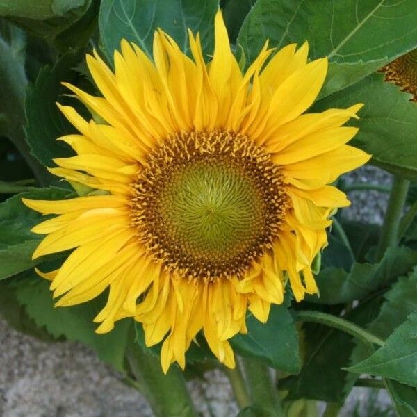 Helianthus annuus Virág