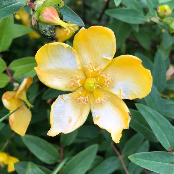 Hypericum patulum Flor