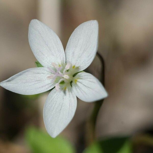 Claytonia virginica 花