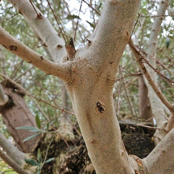 Olea europaea Žievė