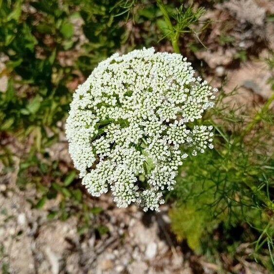 Visnaga daucoides 花