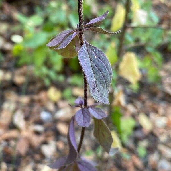 Origanum vulgare Blad