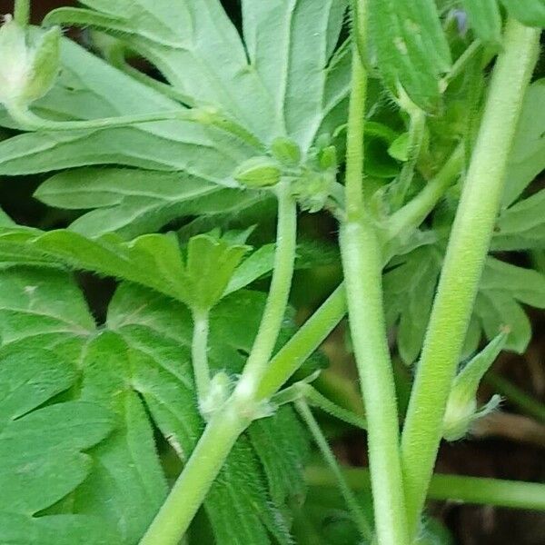 Geranium pusillum Lubje