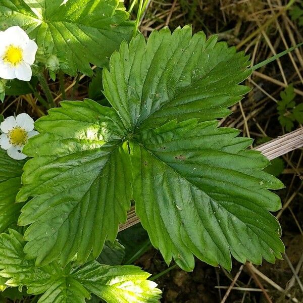 Fragaria vesca Lehti