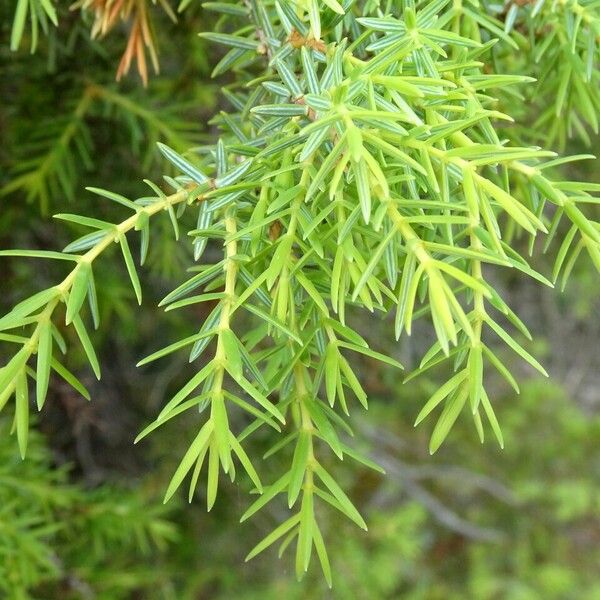 Juniperus communis 葉