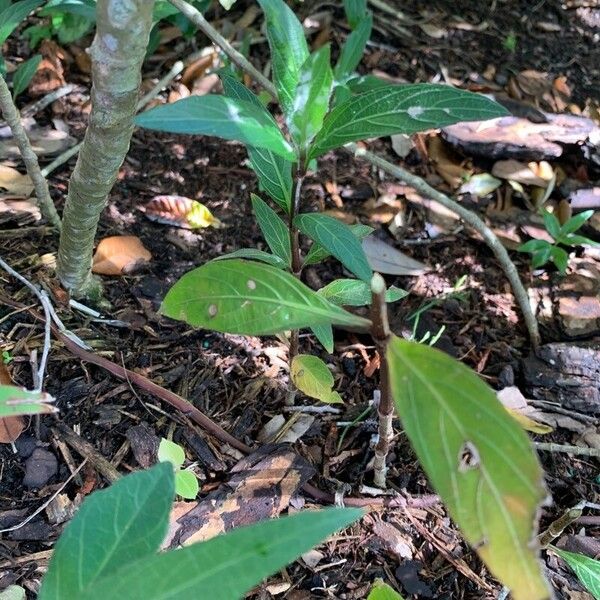 Ruellia ciliatiflora Folio