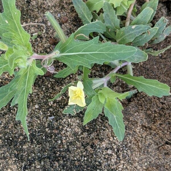 Oenothera laciniata പുഷ്പം