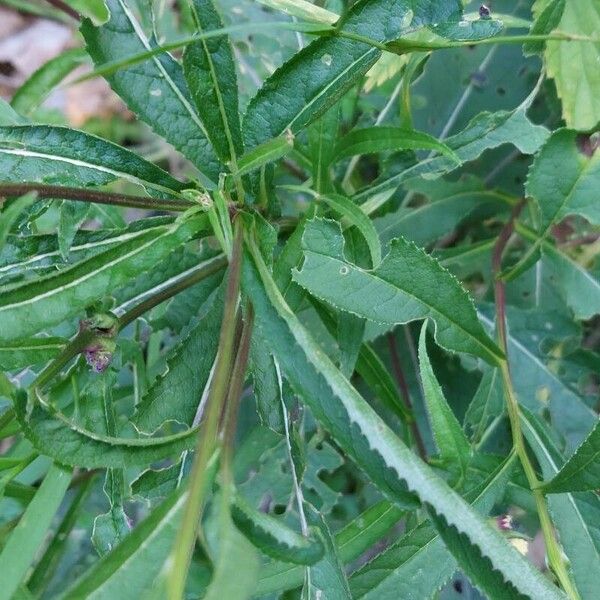 Senecio cacaliaster Leaf