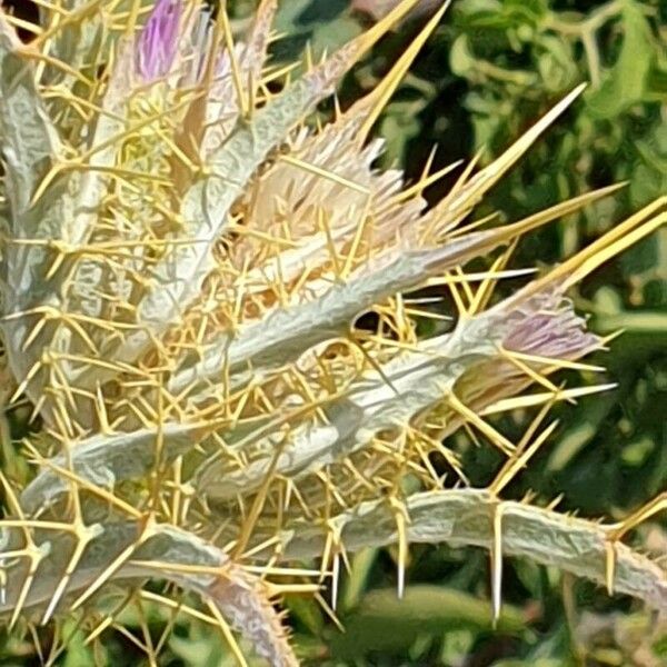 Picnomon acarna फूल