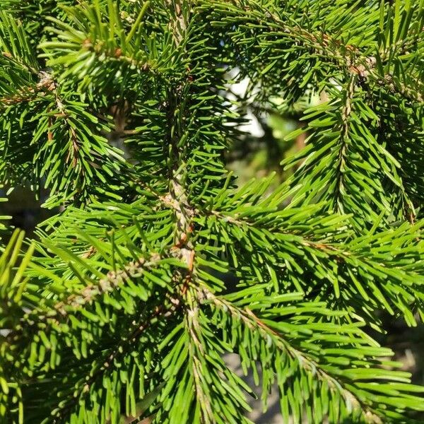 Abies sibirica Leaf