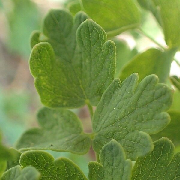 Thalictrum minus Leaf