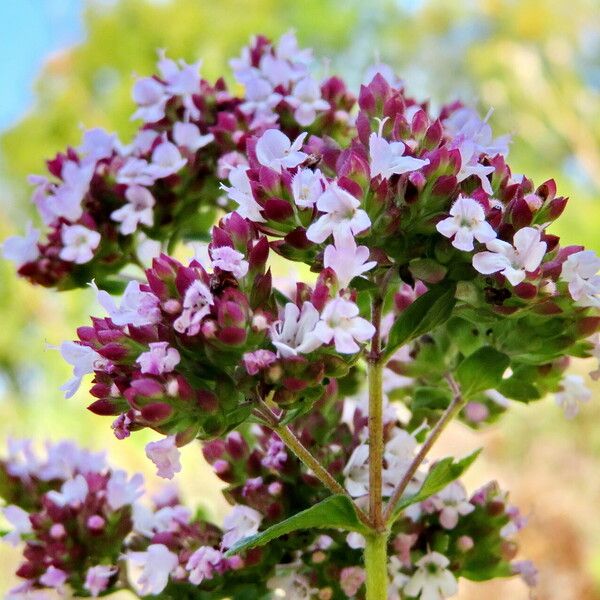 Origanum vulgare Blomst