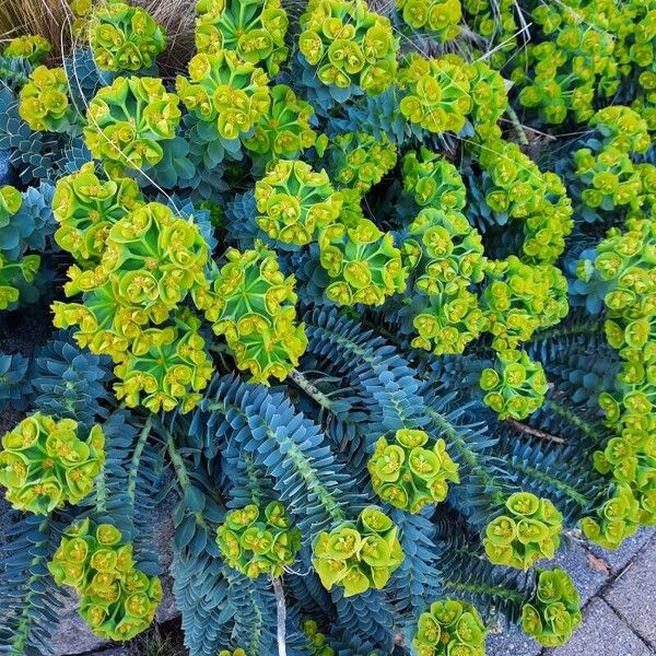 Euphorbia myrsinites 形态