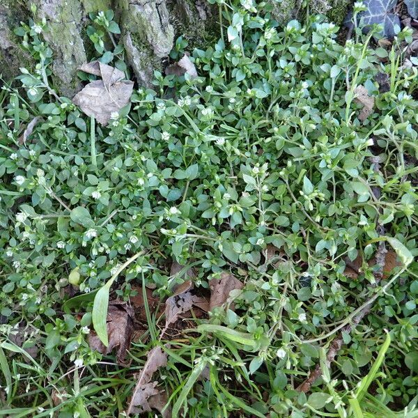 Stellaria media Habitat