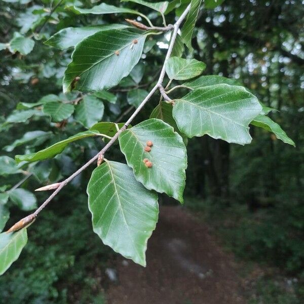 Fagus orientalis Liść