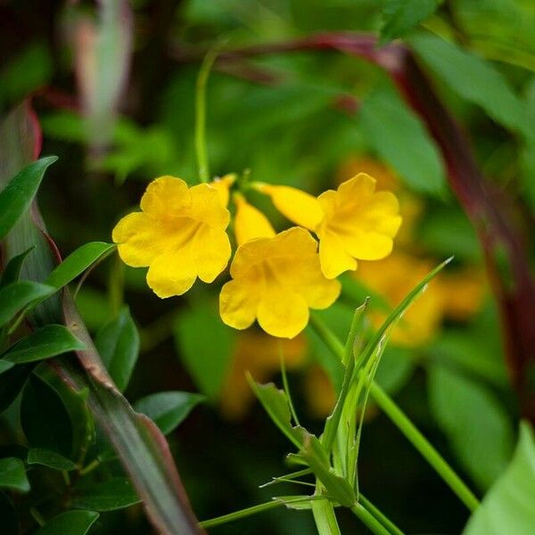 Tecoma stans Floare