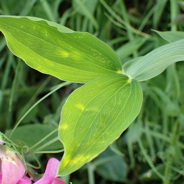 Lathyrus latifolius Folio