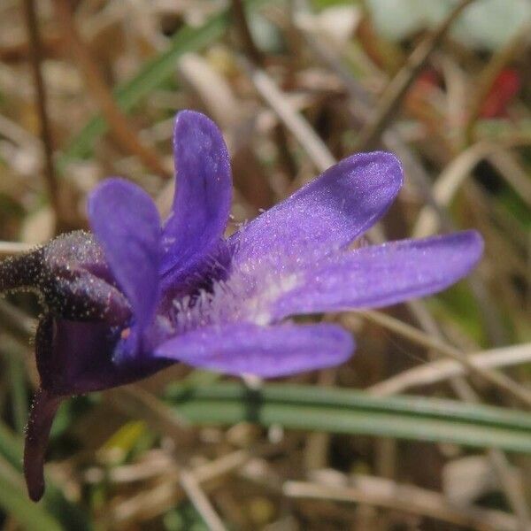 Pinguicula vulgaris 花