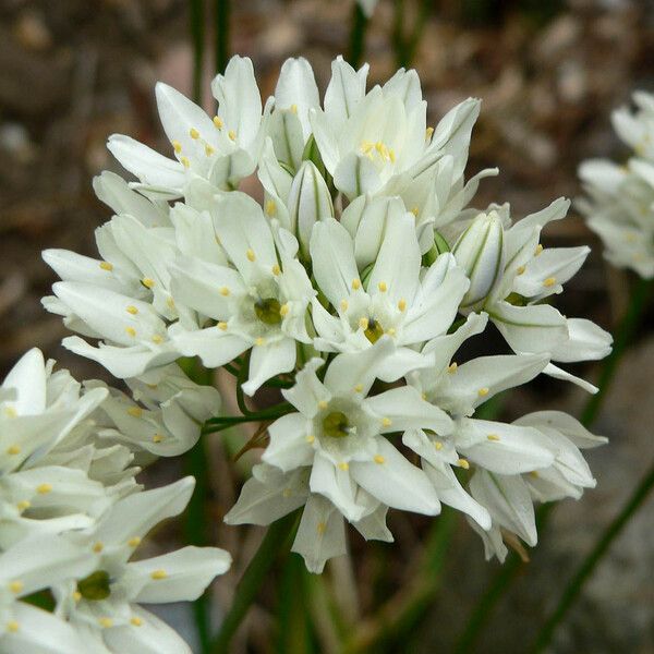 Triteleia hyacinthina Õis