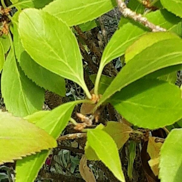 Forsythia viridissima Blatt