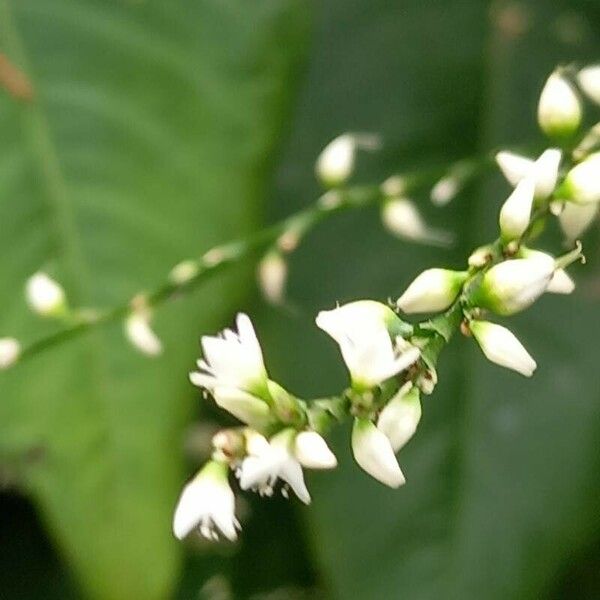 Persicaria virginiana Fleur