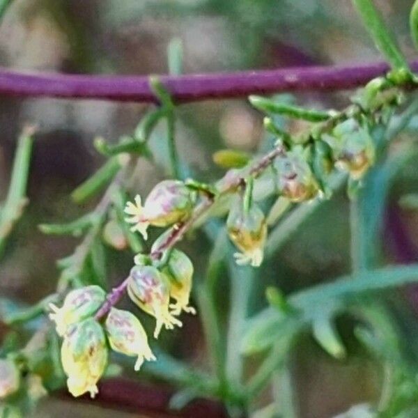 Artemisia scoparia Floro