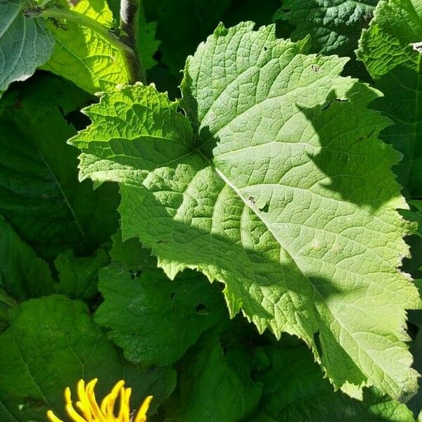 Inula helenium Blad