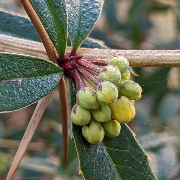 Berberis julianae Flower