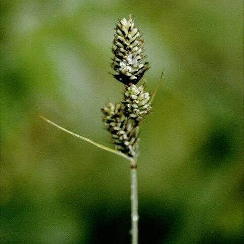 Carex buxbaumii Плід