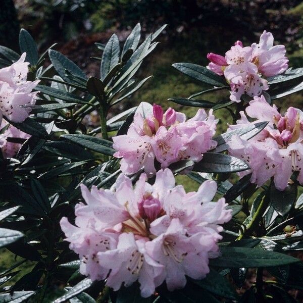 Rhododendron adenogynum Çiçek