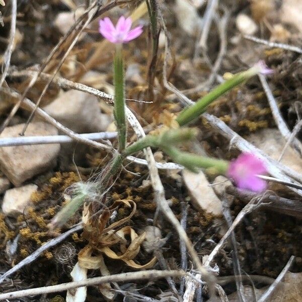 Dianthus nudiflorus Flower