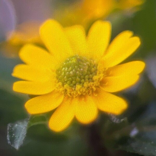 Sanvitalia procumbens Кветка