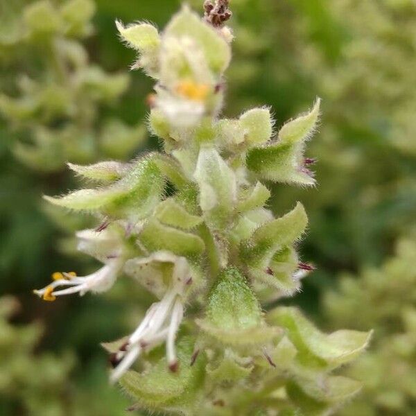 Ocimum gratissimum Lorea