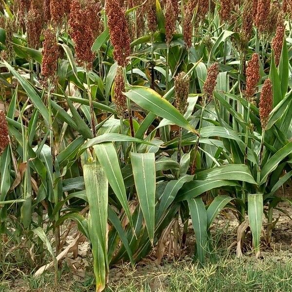 Sorghum bicolor Fruit