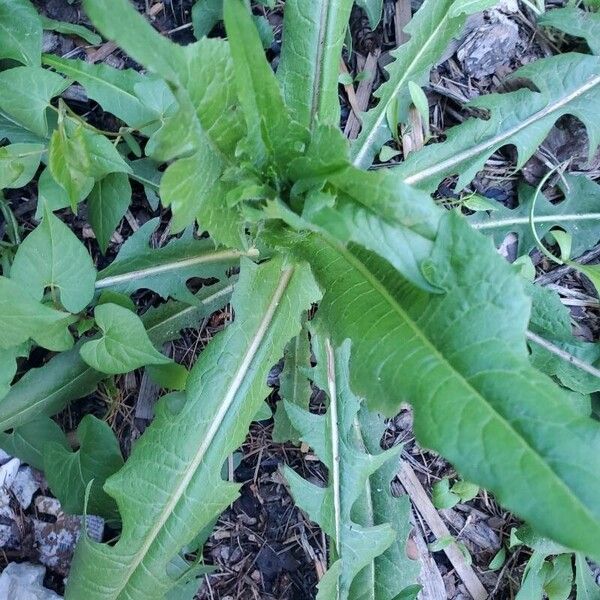 Lactuca canadensis Blad