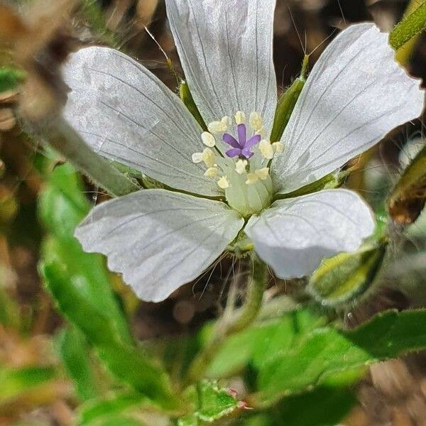 Monsonia angustifolia Kukka