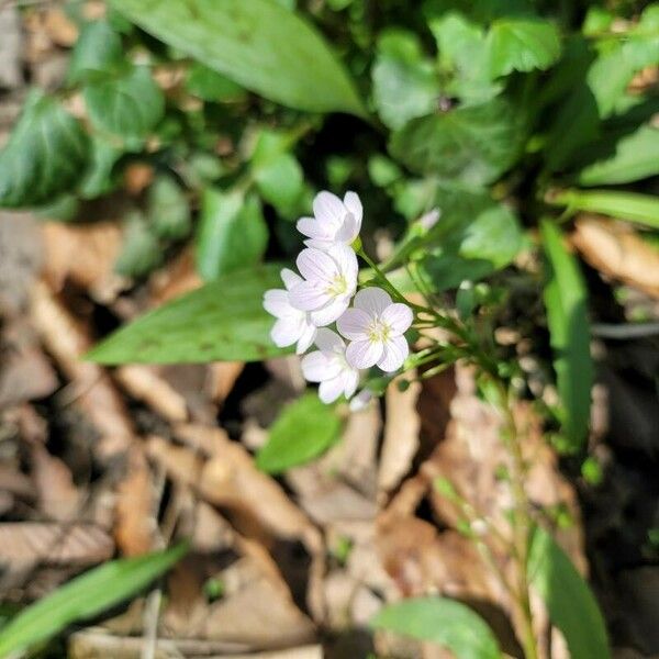 Claytonia virginica 花