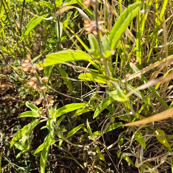 Ocimum filamentosum Folha