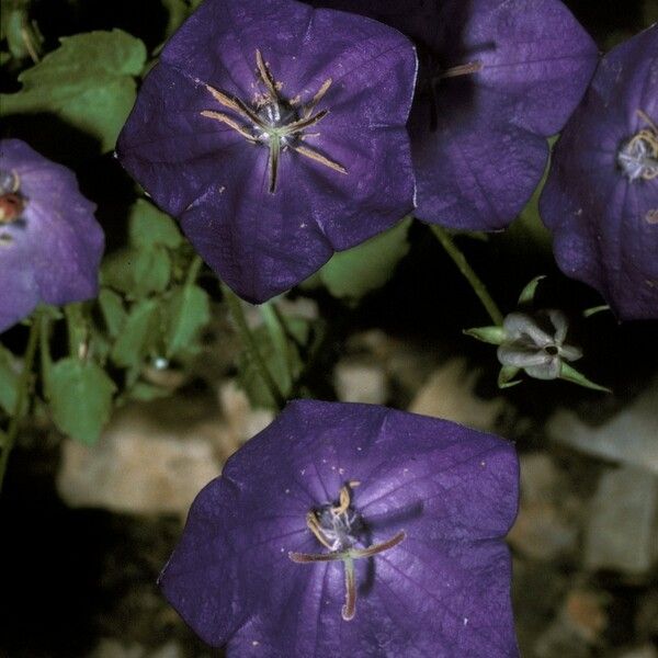 Campanula carpatica Cvet