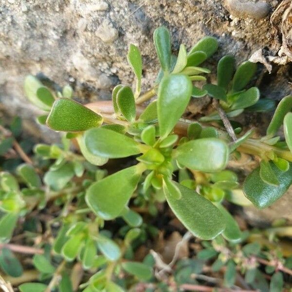 Portulaca oleracea Blatt