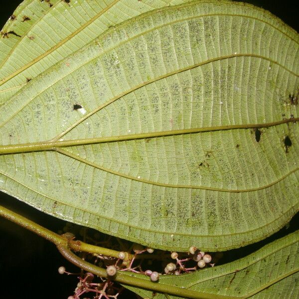 Miconia ligulata Leht