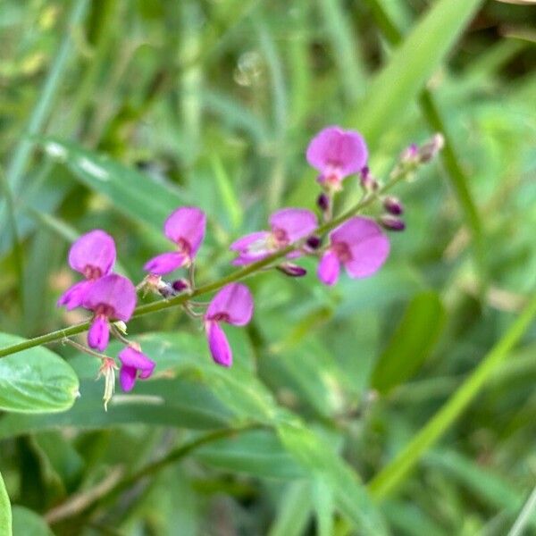 Desmodium incanum 花