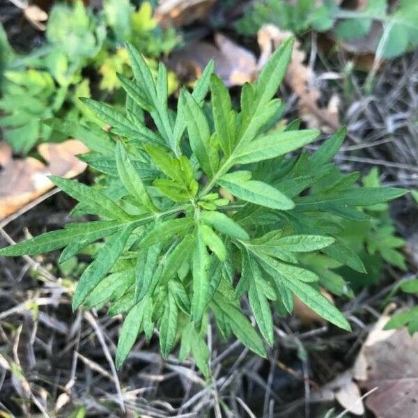 Artemisia vulgaris برگ